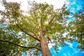 Best Tree Cabling and Bracing  in Cumming, GA
