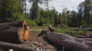 Best Lot and Land Clearing  in Cumming, GA