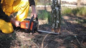 Best Pest Control for Lawns  in Cumming, GA