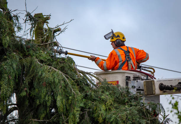 Best Arborist Consultation Services  in Cumming, GA