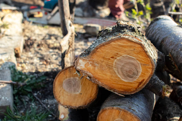 Best Hazardous Tree Removal  in Cumming, GA