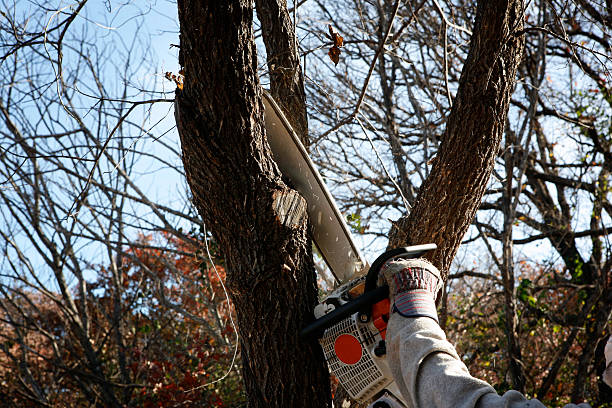 Best Tree Maintenance Programs  in Cumming, GA