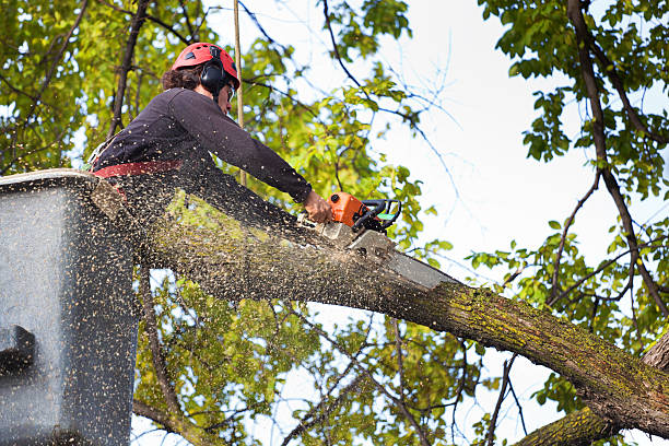 Best Mulching Services  in Cumming, GA