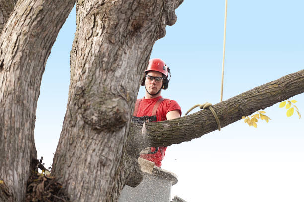 Best Storm Damage Tree Cleanup  in Cumming, GA